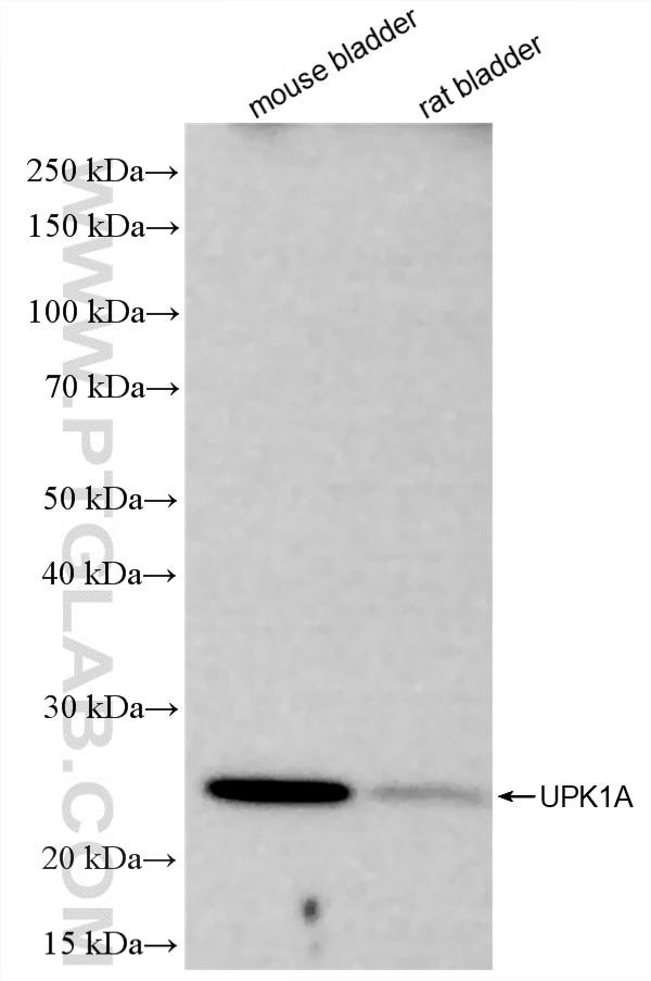 Western Blot (WB) analysis of various lysates using UPK1A Recombinant monoclonal antibody (86799-1-RR)