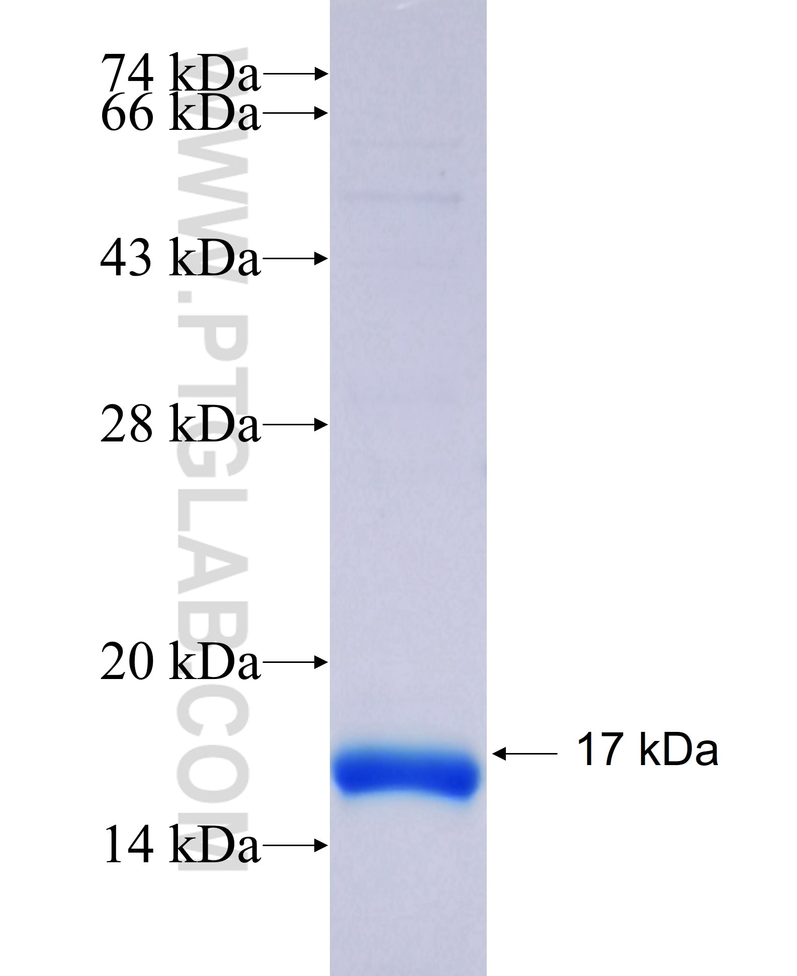 UPK1A fusion protein Ag17356 SDS-PAGE