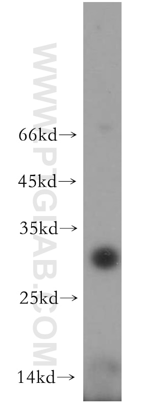 Western Blot (WB) analysis of mouse kidney tissue using UPK2 Polyclonal antibody (21149-1-AP)