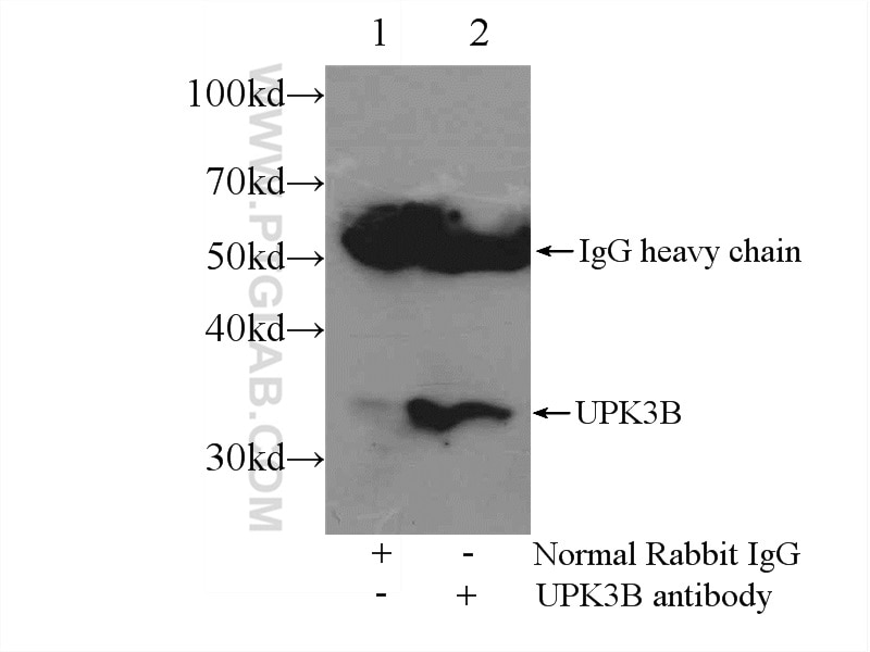 Immunoprecipitation (IP) experiment of mouse testis tissue using UPK3B Polyclonal antibody (15709-1-AP)