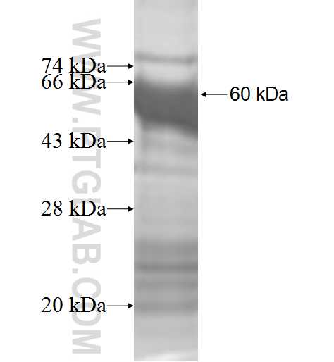 UPRT fusion protein Ag9272 SDS-PAGE