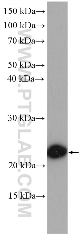 Western Blot (WB) analysis of HepG2 cells using UQCC Polyclonal antibody (28114-1-AP)