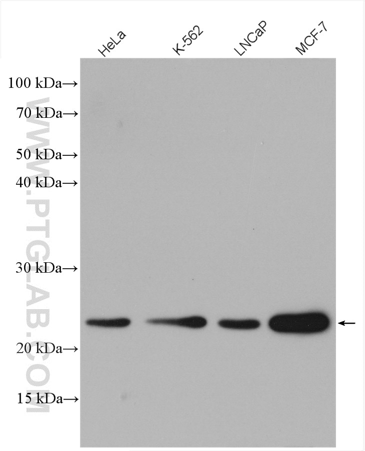 Western Blot (WB) analysis of various lysates using UQCC Polyclonal antibody (28114-1-AP)