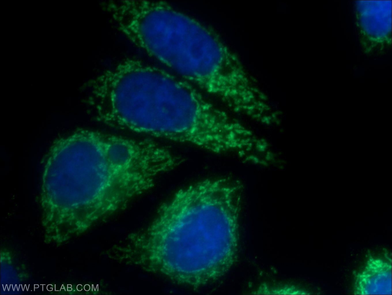 Immunofluorescence (IF) / fluorescent staining of HepG2 cells using UQCC2 Polyclonal antibody (25781-1-AP)