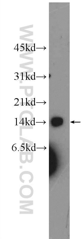 Western Blot (WB) analysis of HEK-293 cells using UQCC2 Polyclonal antibody (25781-1-AP)