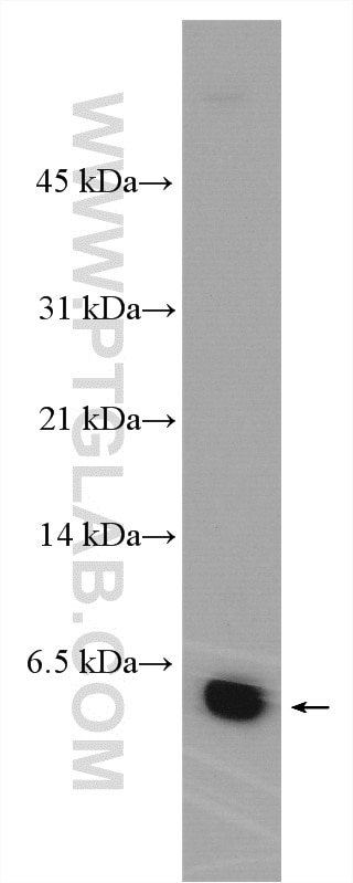 Western Blot (WB) analysis of MCF-7 cells using UQCR Polyclonal antibody (14793-1-AP)