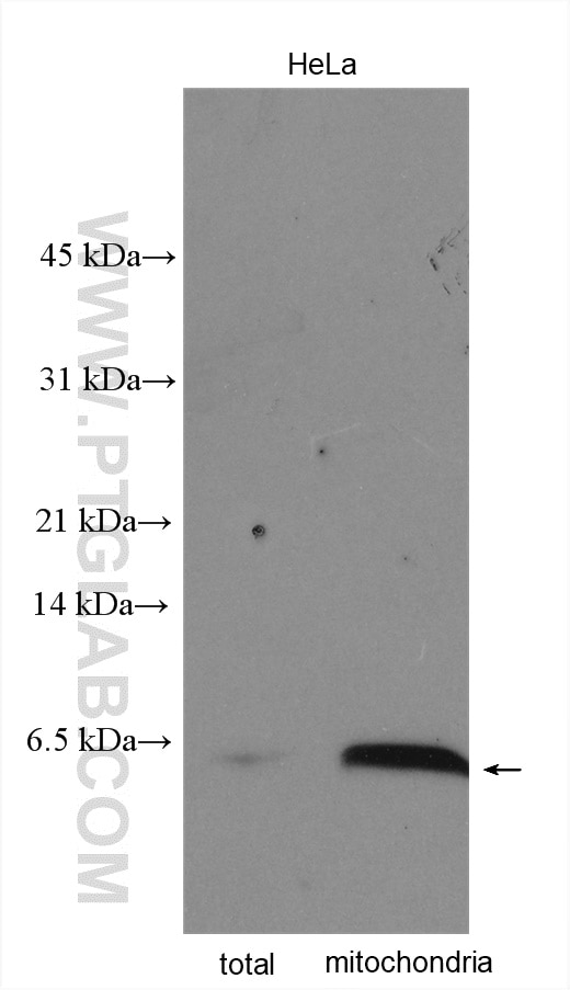 Western Blot (WB) analysis of various lysates using UQCR Polyclonal antibody (14793-1-AP)