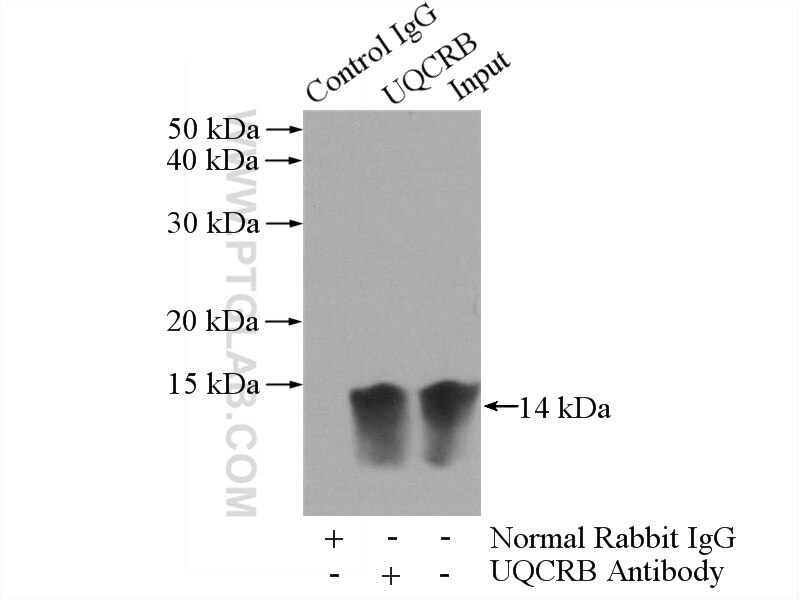 Immunoprecipitation (IP) experiment of mouse heart tissue using UQCRB Polyclonal antibody (10756-1-AP)