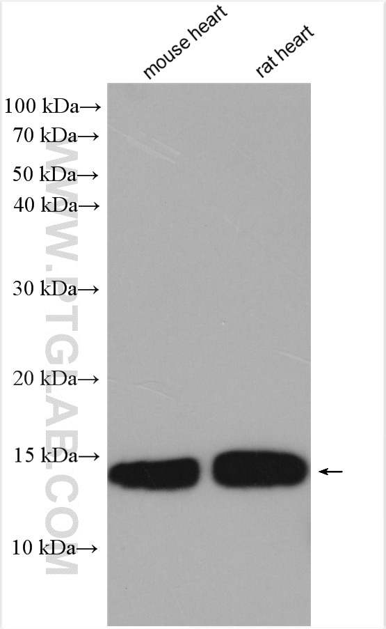 Western Blot (WB) analysis of various lysates using UQCRB Polyclonal antibody (10756-1-AP)
