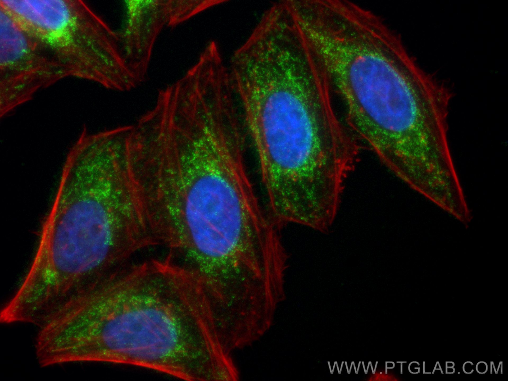 Immunofluorescence (IF) / fluorescent staining of HepG2 cells using UQCRC1 Polyclonal antibody (21705-1-AP)