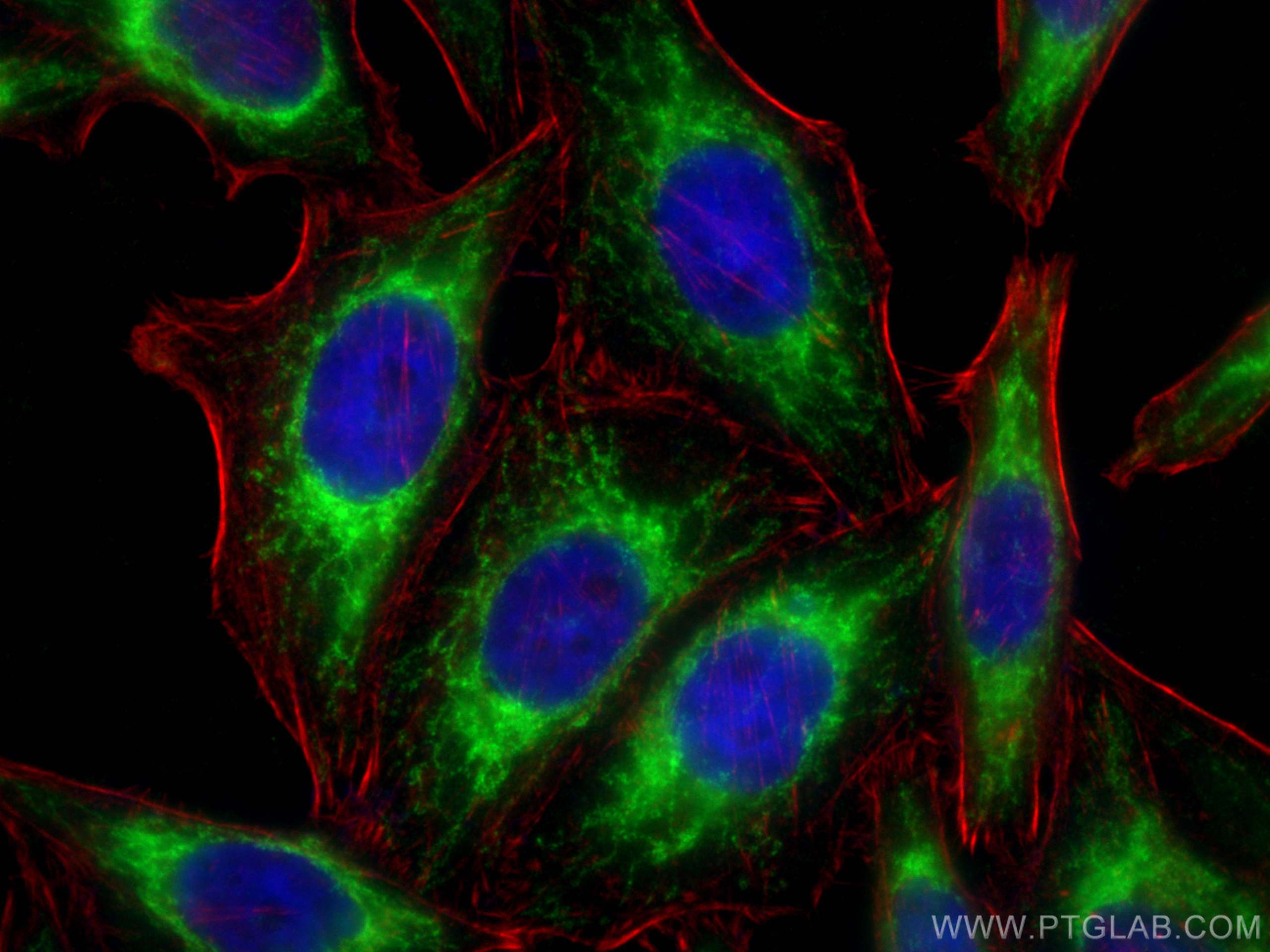 Immunofluorescence (IF) / fluorescent staining of HepG2 cells using UQCRC1 Polyclonal antibody (21705-1-AP)