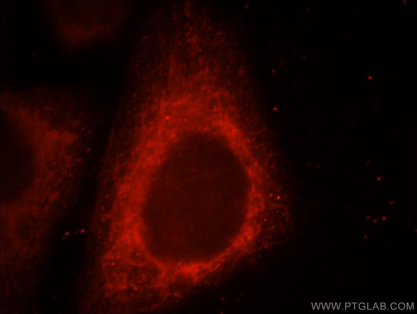 Immunofluorescence (IF) / fluorescent staining of HepG2 cells using UQCRC1 Polyclonal antibody (21705-1-AP)