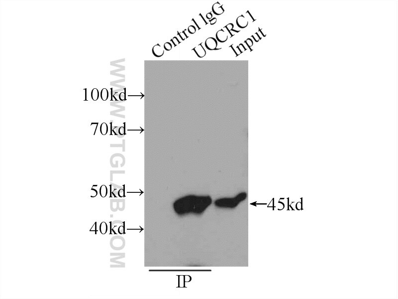 Immunoprecipitation (IP) experiment of HeLa cells using UQCRC1 Polyclonal antibody (21705-1-AP)