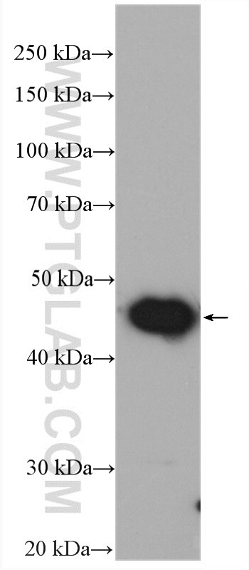 Western Blot (WB) analysis of mouse liver tissue using UQCRC1 Polyclonal antibody (21705-1-AP)
