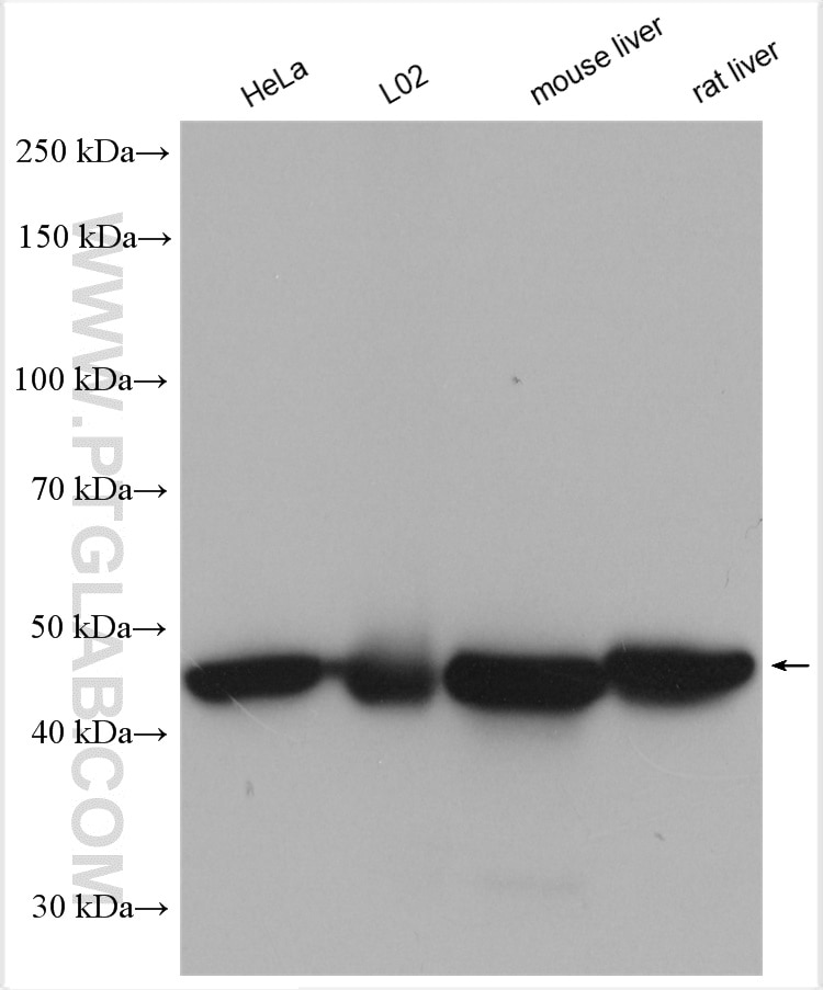 Western Blot (WB) analysis of various lysates using UQCRC1 Polyclonal antibody (21705-1-AP)