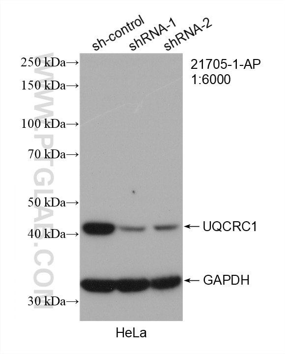 Western Blot (WB) analysis of HeLa cells using UQCRC1 Polyclonal antibody (21705-1-AP)