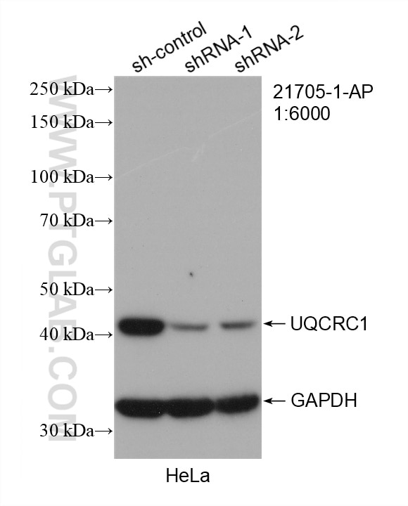 WB analysis of HeLa using 21705-1-AP