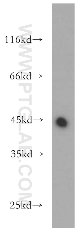 Western Blot (WB) analysis of HepG2 cells using UQCRC1 Polyclonal antibody (21705-1-AP)
