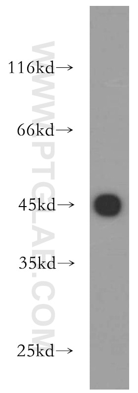 Western Blot (WB) analysis of human brain tissue using UQCRC1 Polyclonal antibody (21705-1-AP)