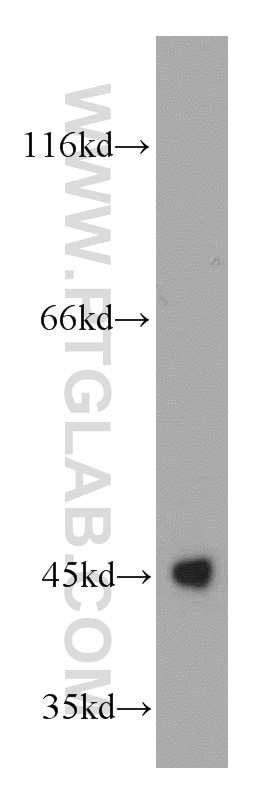 Western Blot (WB) analysis of mouse brain tissue using UQCRC1 Polyclonal antibody (21705-1-AP)