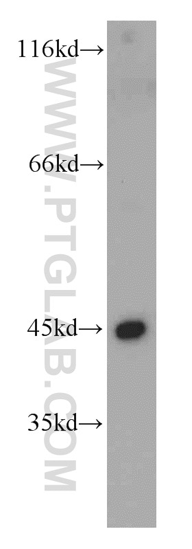 Western Blot (WB) analysis of mouse skeletal muscle tissue using UQCRC1 Polyclonal antibody (21705-1-AP)