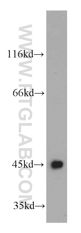 Western Blot (WB) analysis of L02 cells using UQCRC1 Polyclonal antibody (21705-1-AP)
