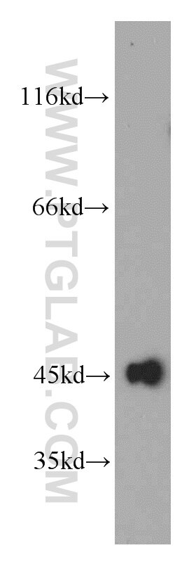 Western Blot (WB) analysis of MCF-7 cells using UQCRC1 Polyclonal antibody (21705-1-AP)