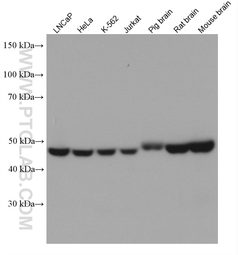 Western Blot (WB) analysis of various lysates using UQCRC1 Monoclonal antibody (67888-1-Ig)