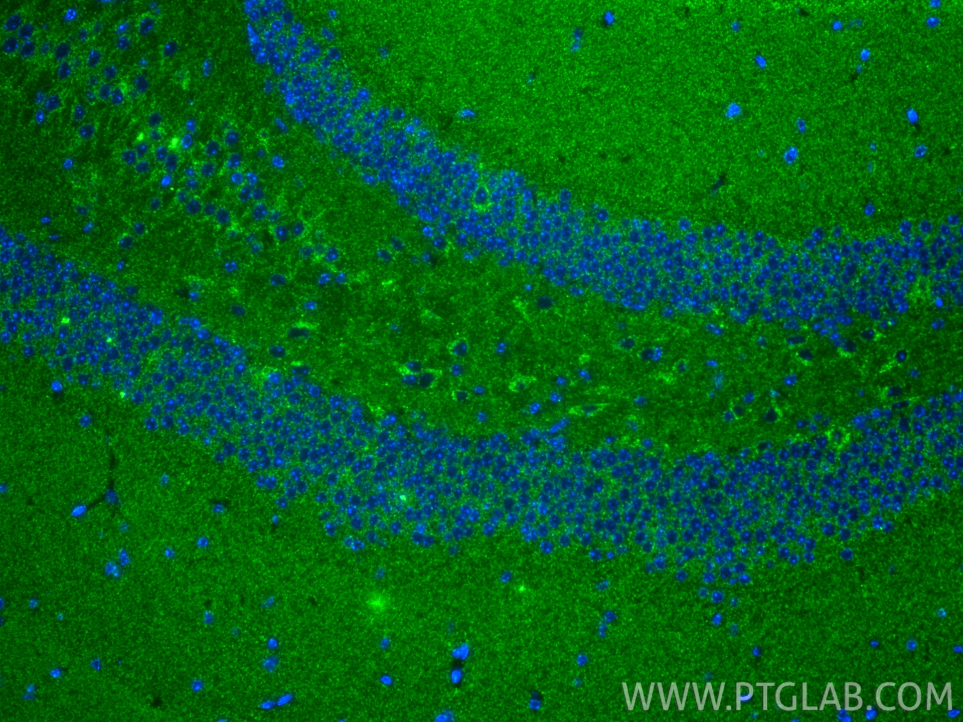 IF Staining of mouse brain using 83671-2-RR Immunofluorescence (IF) / fluorescent staining of mouse brain tissue using UQCRC1 Recombinant monoclonal antibody (83671-2-RR)