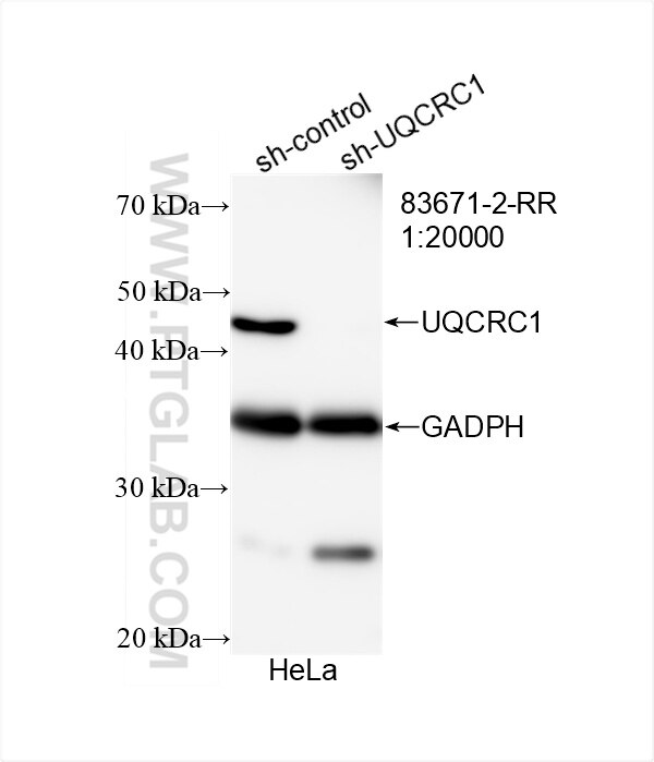 Western Blot (WB) analysis of HeLa cells using UQCRC1 Recombinant antibody (83671-2-RR)