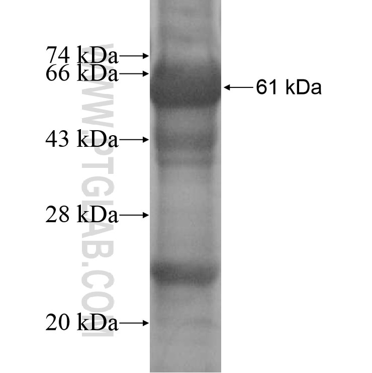 UQCRC1 fusion protein Ag16322 SDS-PAGE