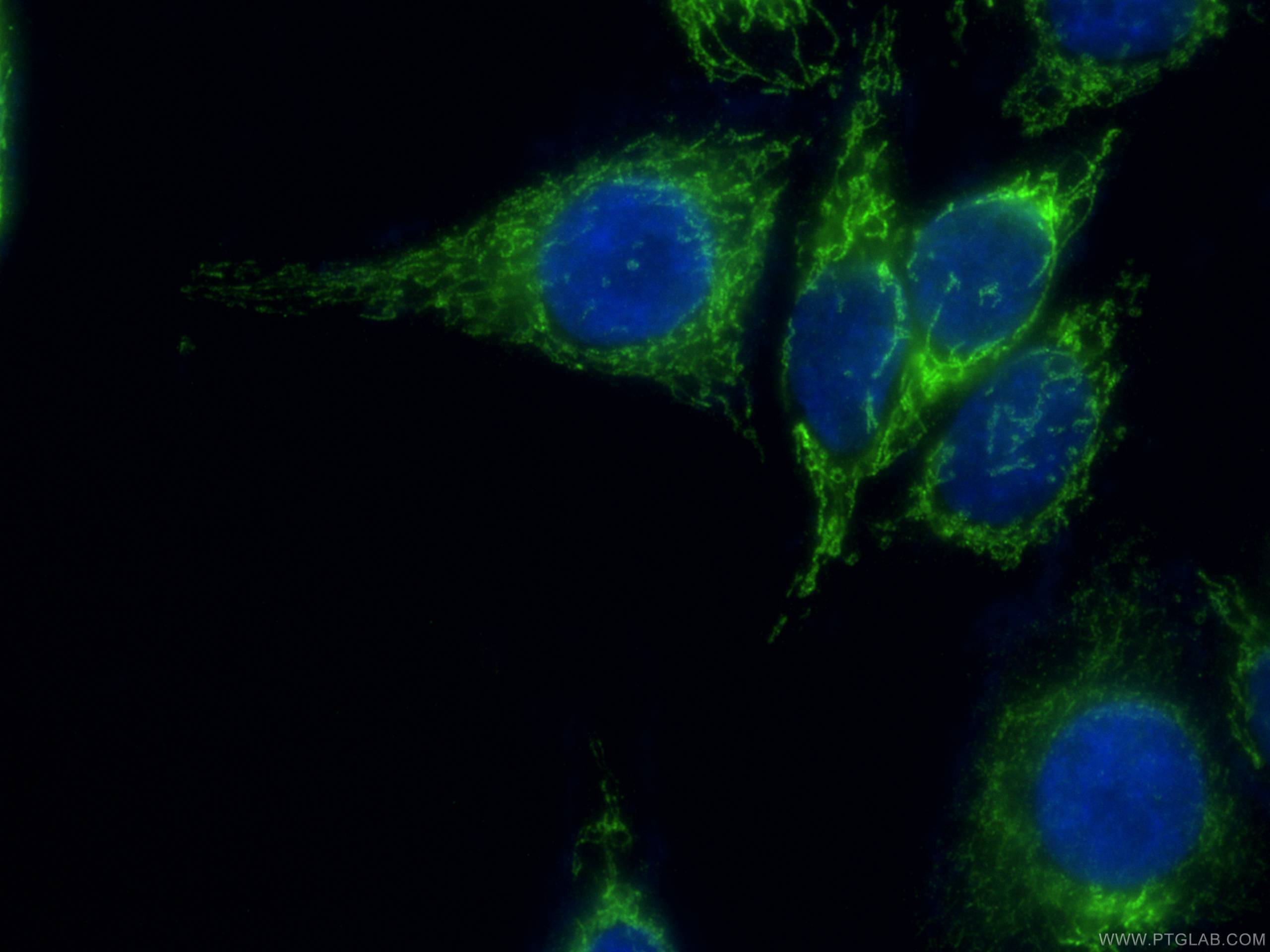 Immunofluorescence (IF) / fluorescent staining of HepG2 cells using UQCRC2 Polyclonal antibody (14742-1-AP)