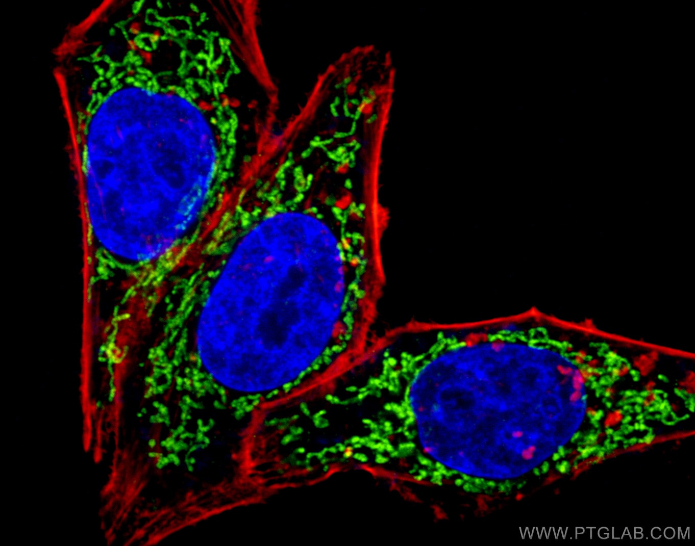 Immunofluorescence (IF) / fluorescent staining of HepG2 cells using UQCRC2 Polyclonal antibody (14742-1-AP)