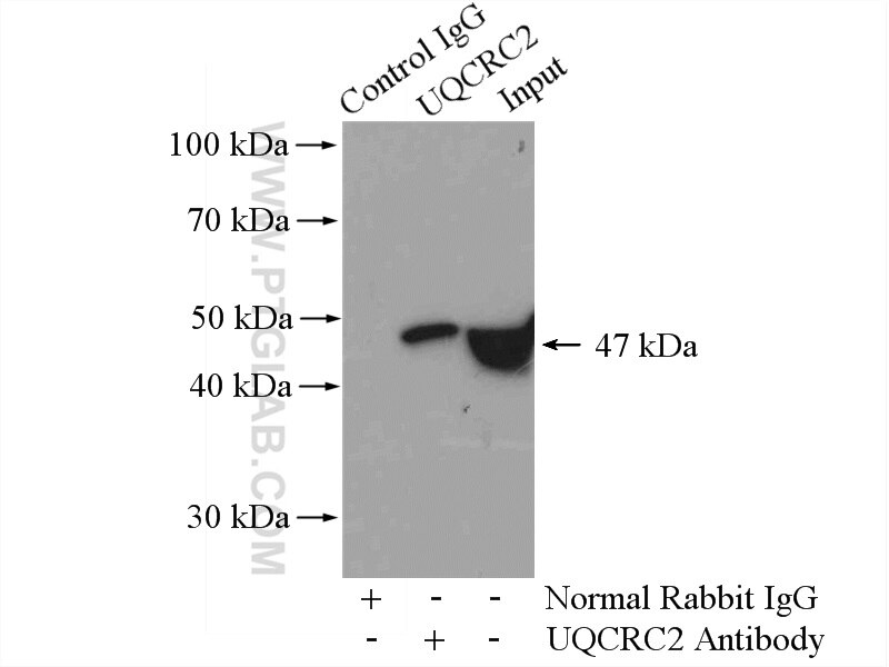 Immunoprecipitation (IP) experiment of mouse brain tissue using UQCRC2 Polyclonal antibody (14742-1-AP)