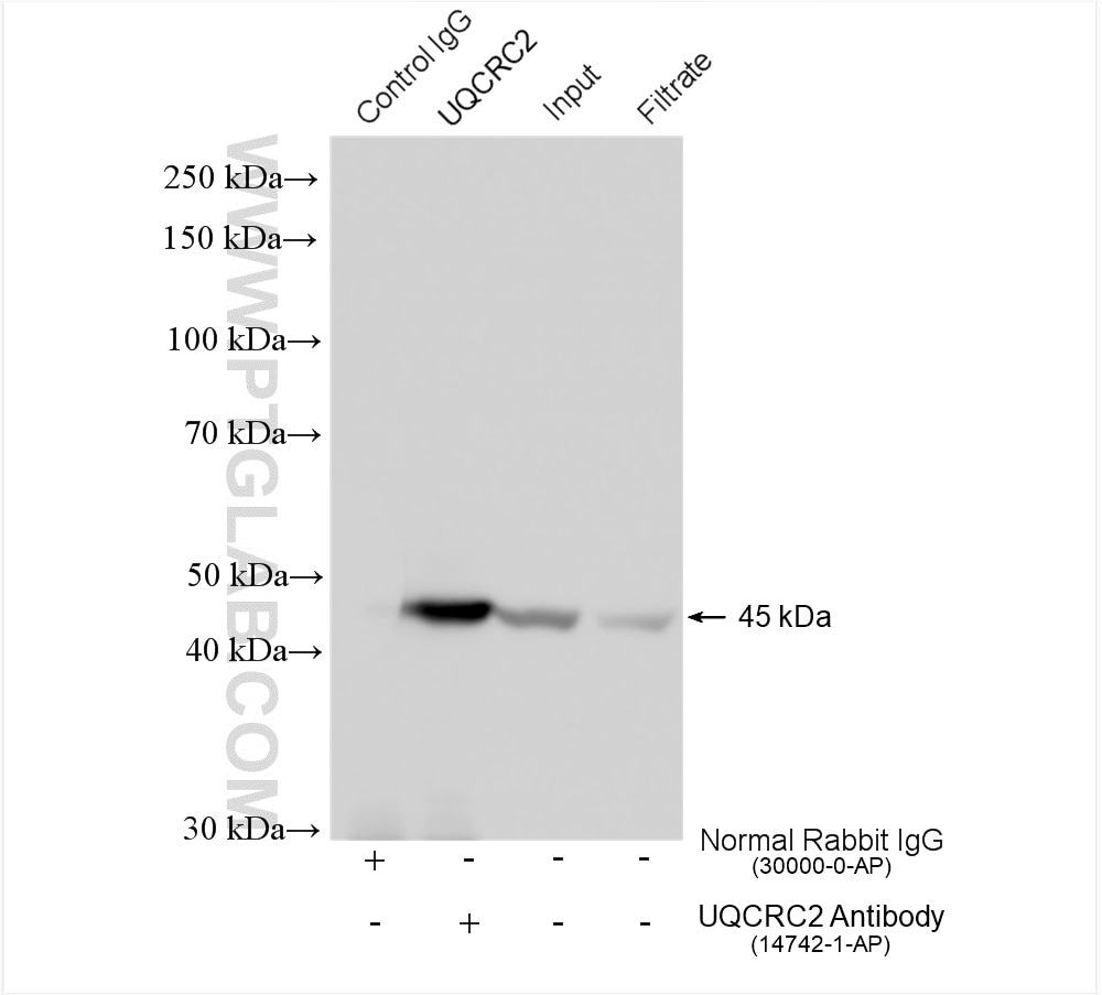 Immunoprecipitation (IP) experiment of HeLa cells using UQCRC2 Polyclonal antibody (14742-1-AP)