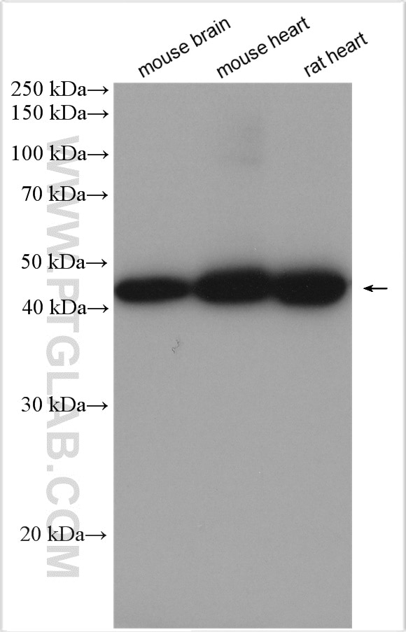 Western Blot (WB) analysis of various lysates using UQCRC2 Polyclonal antibody (14742-1-AP)