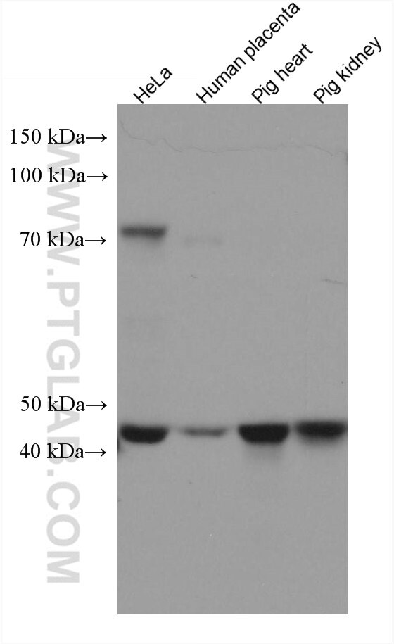 WB analysis using 67547-1-Ig