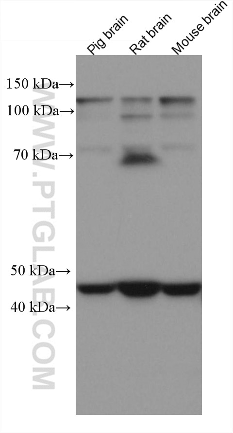 Western Blot (WB) analysis of various lysates using UQCRC2 Monoclonal antibody (67547-1-Ig)