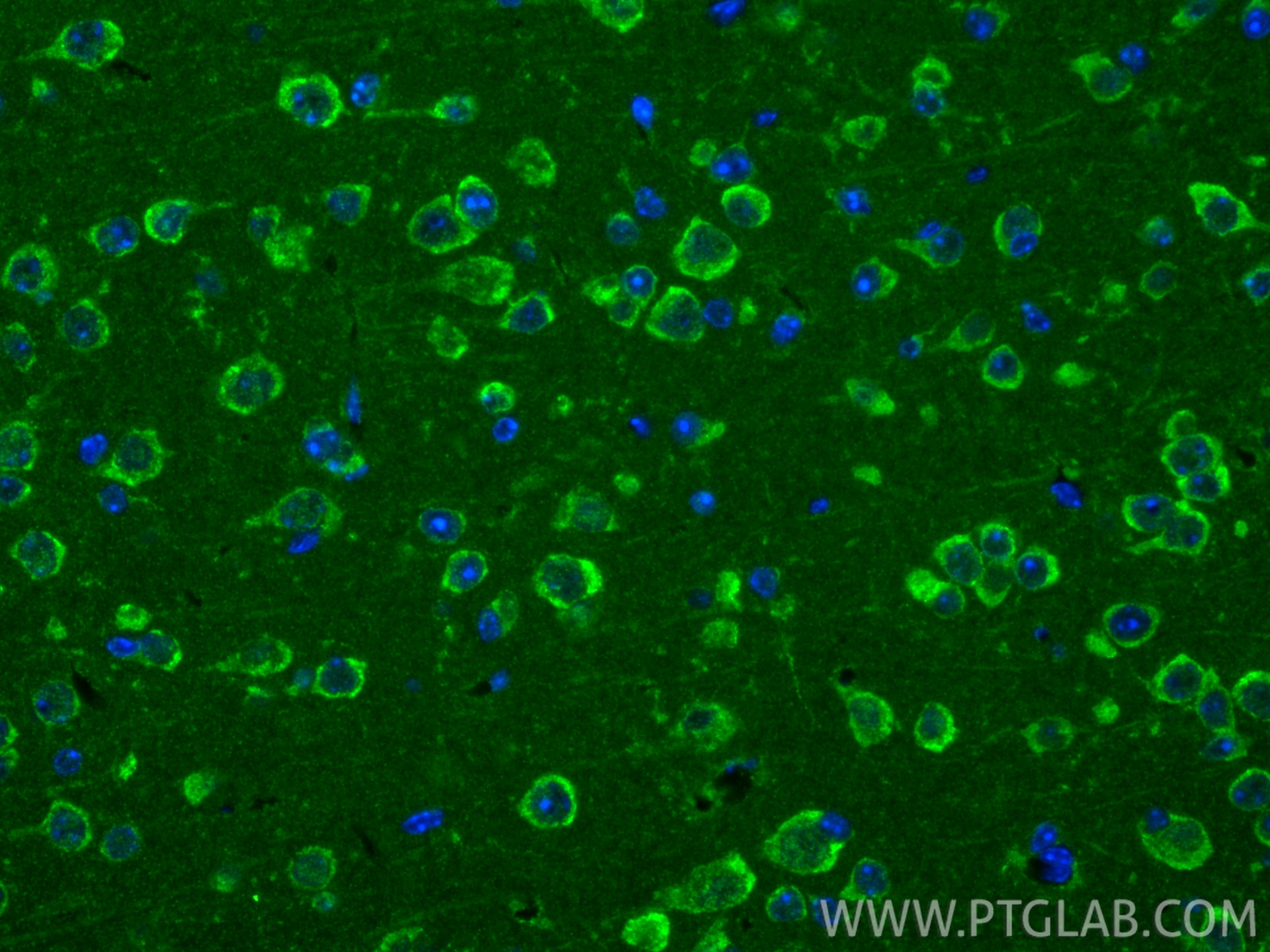 IF Staining of mouse brain using 83667-2-RR (same clone as 83667-2-PBS) Immunofluorescence (IF) / fluorescent staining of mouse brain tissue using UQCRC2 Recombinant monoclonal antibody (83667-2-RR)