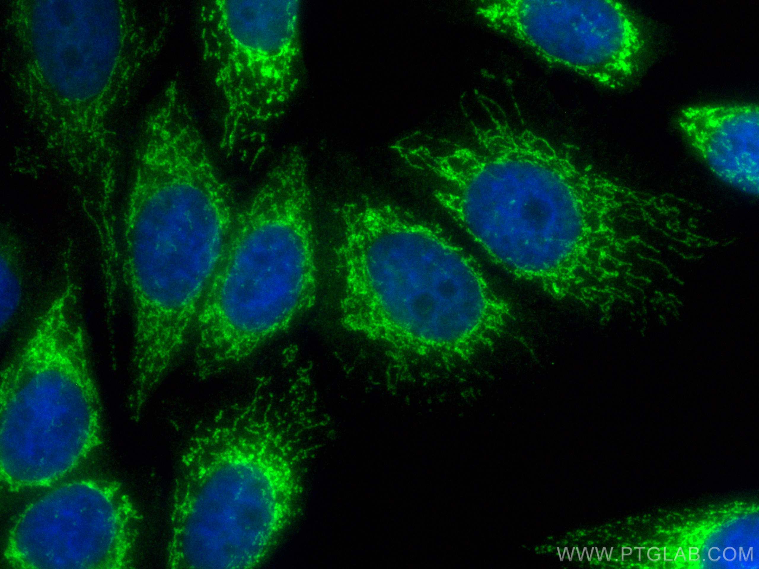 Immunofluorescence (IF) / fluorescent staining of HepG2 cells using CoraLite® Plus 488-conjugated UQCRC2 Polyclonal an (CL488-14742)