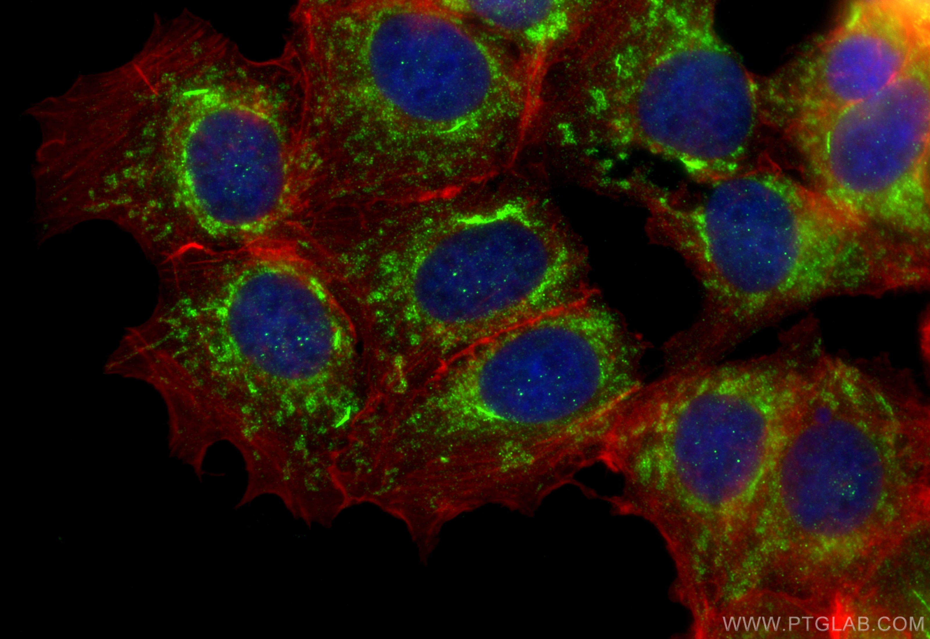 Immunofluorescence (IF) / fluorescent staining of MCF-7 cells using UQCRFS1 Polyclonal antibody (18443-1-AP)