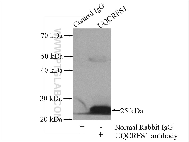 Immunoprecipitation (IP) experiment of mouse heart tissue using UQCRFS1 Polyclonal antibody (18443-1-AP)