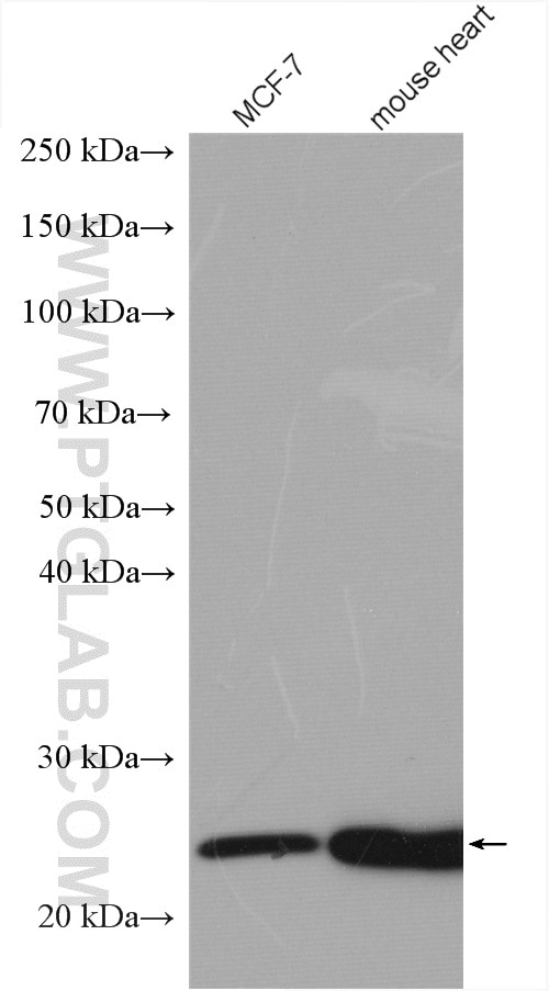 Western Blot (WB) analysis of various lysates using UQCRFS1 Polyclonal antibody (18443-1-AP)