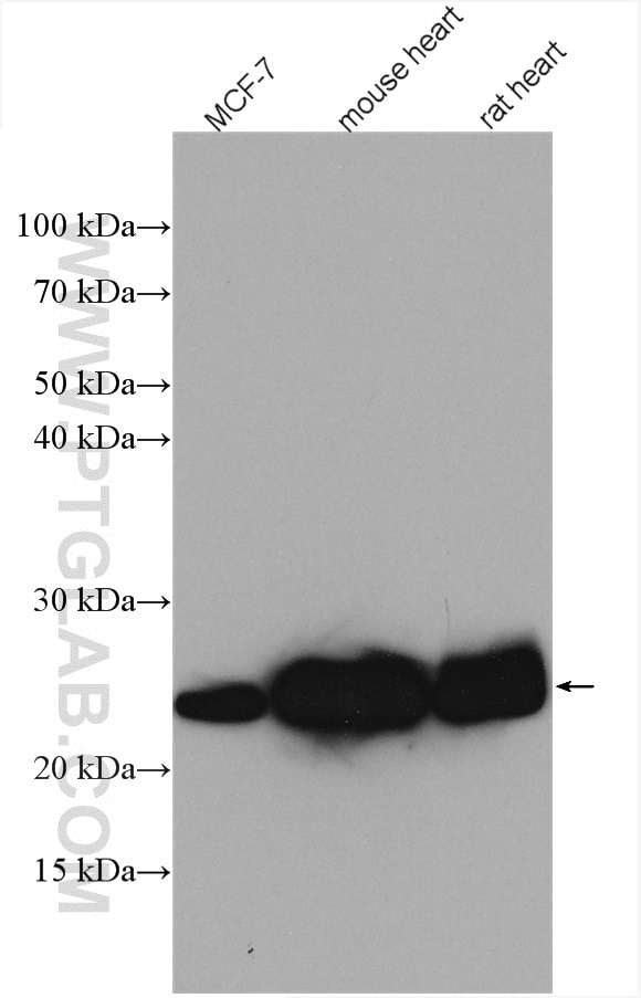 Western Blot (WB) analysis of various lysates using UQCRFS1 Polyclonal antibody (18443-1-AP)