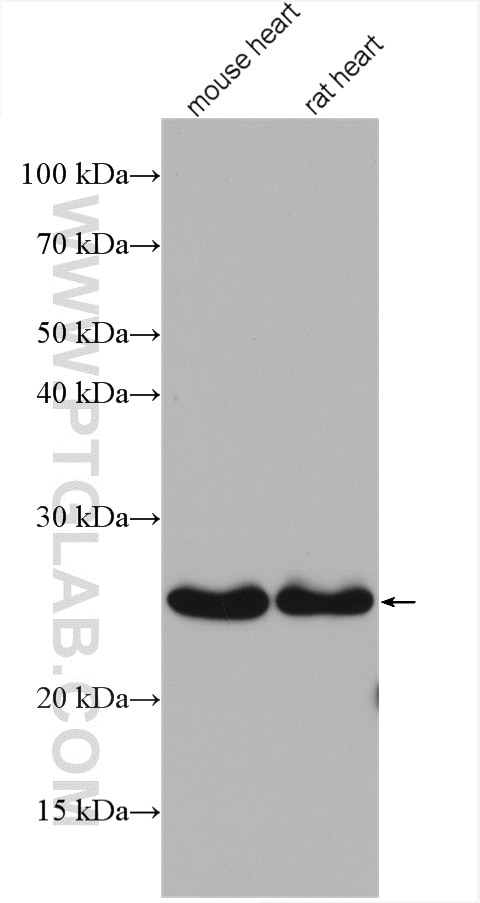 Western Blot (WB) analysis of various lysates using UQCRFS1 Polyclonal antibody (18443-1-AP)