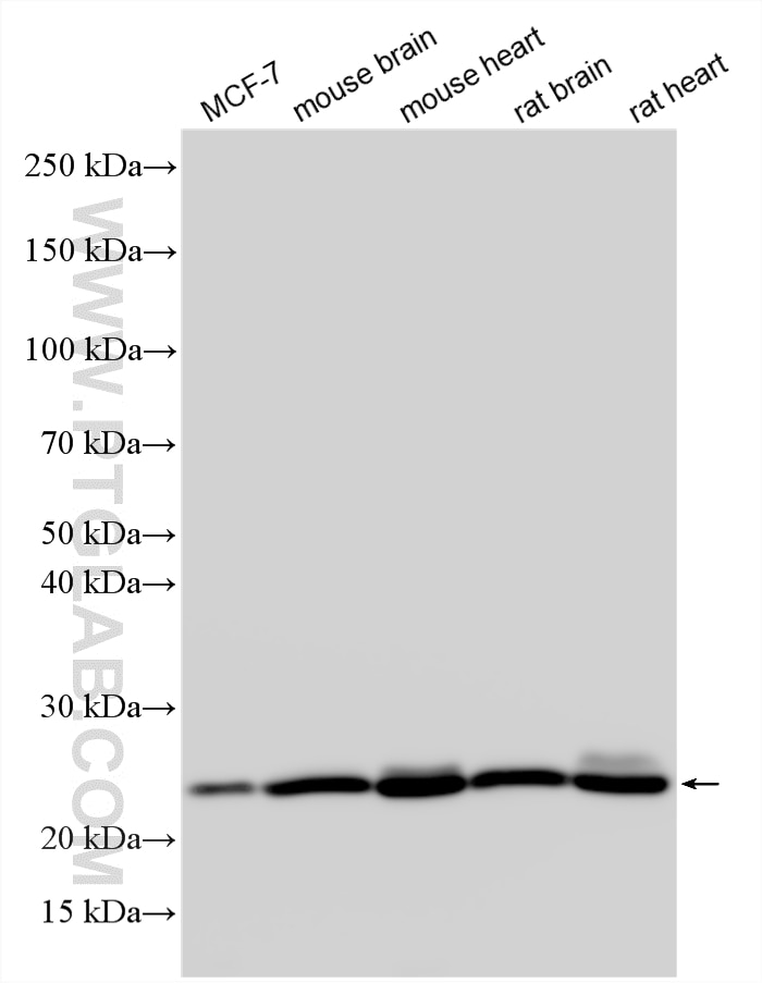 WB analysis using 18443-1-AP Western Blot (WB) analysis of various lysates using UQCRFS1 Polyclonal antibody (18443-1-AP)