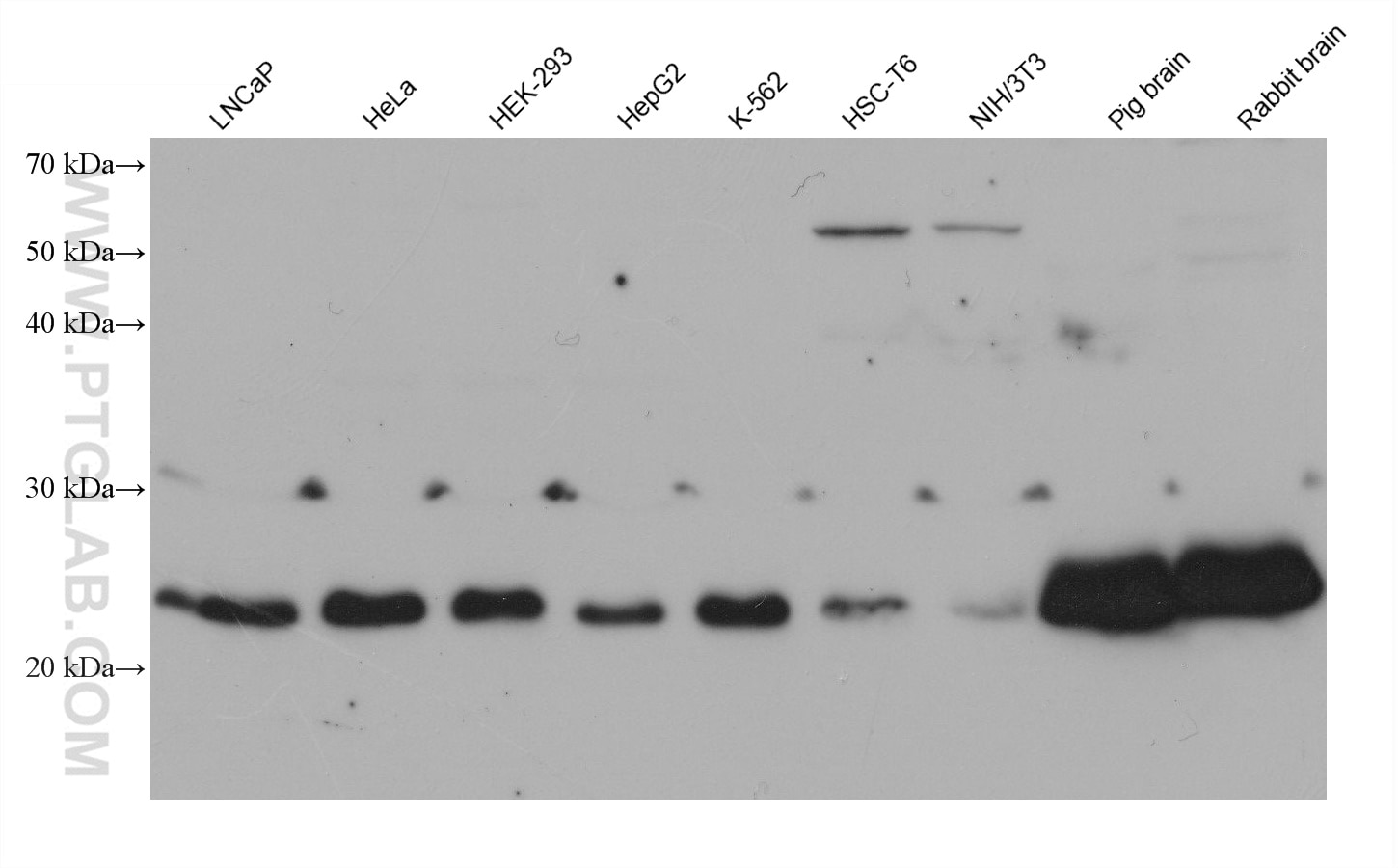 Western Blot (WB) analysis of various lysates using UQCRFS1 Monoclonal antibody (68529-1-Ig)