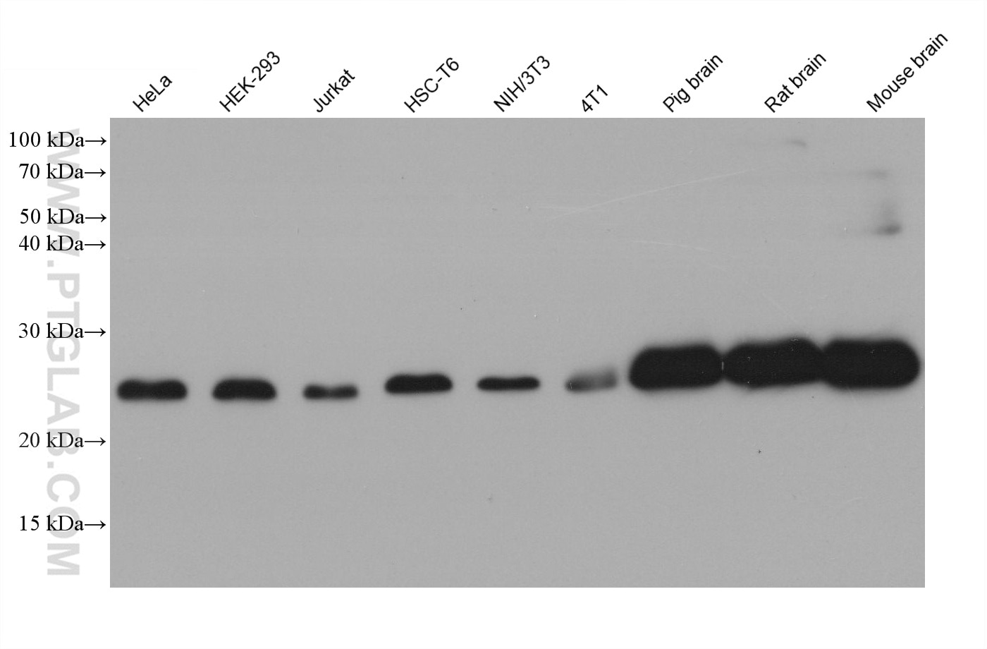 Western Blot (WB) analysis of various lysates using UQCRFS1 Monoclonal antibody (68529-1-Ig)