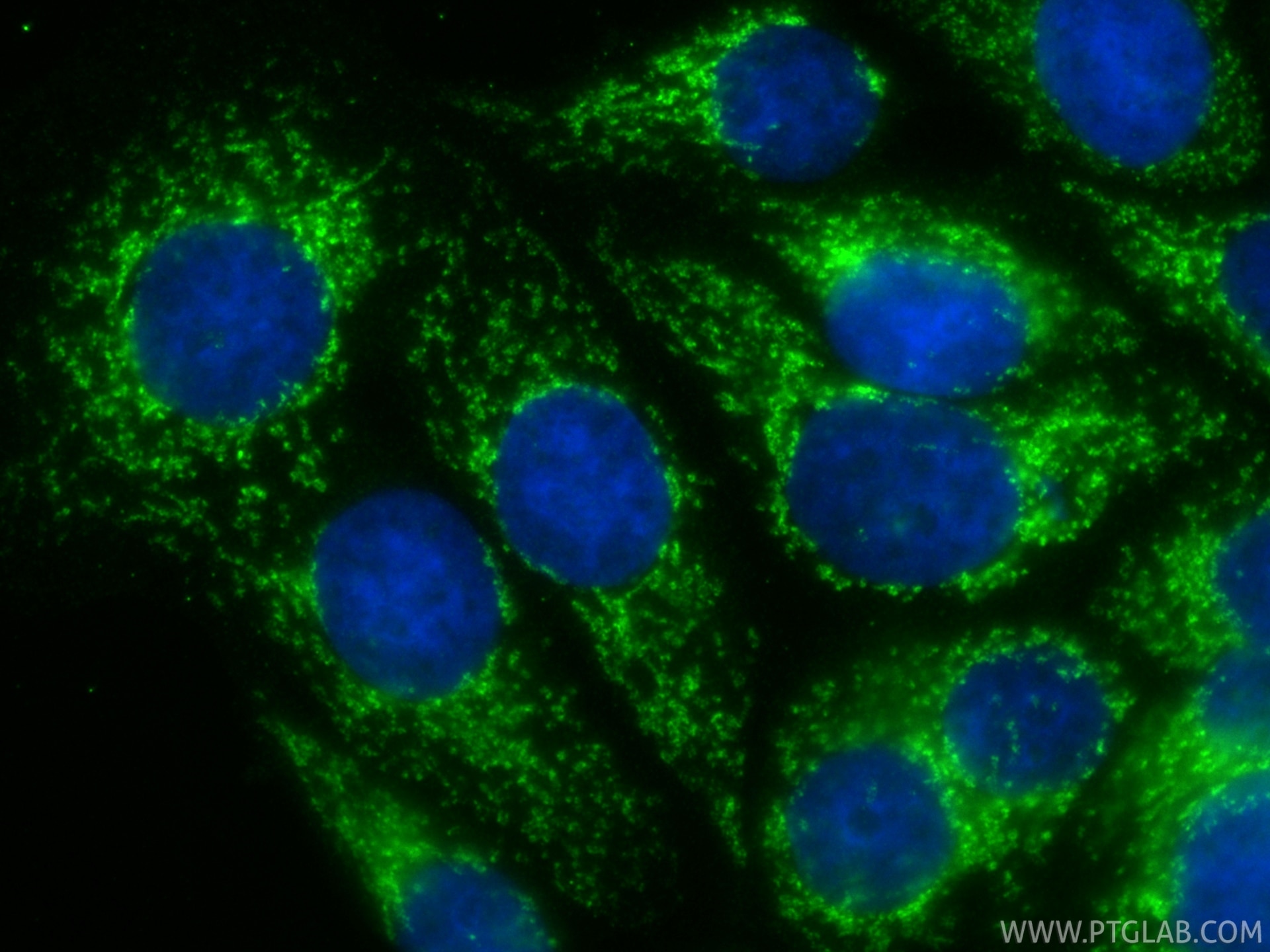 IF Staining of MCF-7 using 88500-1-RR Immunofluorescence (IF) / fluorescent staining of MCF-7 cells using UQCRFS1 Recombinant monoclonal antibody (88500-1-RR)