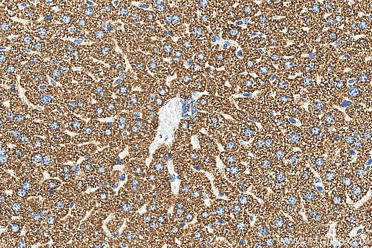 IHC staining of mouse liver using 88500-1-RR (same clone as 88500-1-PBS) Immunohistochemistry (IHC) staining of mouse liver tissue using UQCRFS1 Recombinant monoclonal antibody (88500-1-RR)